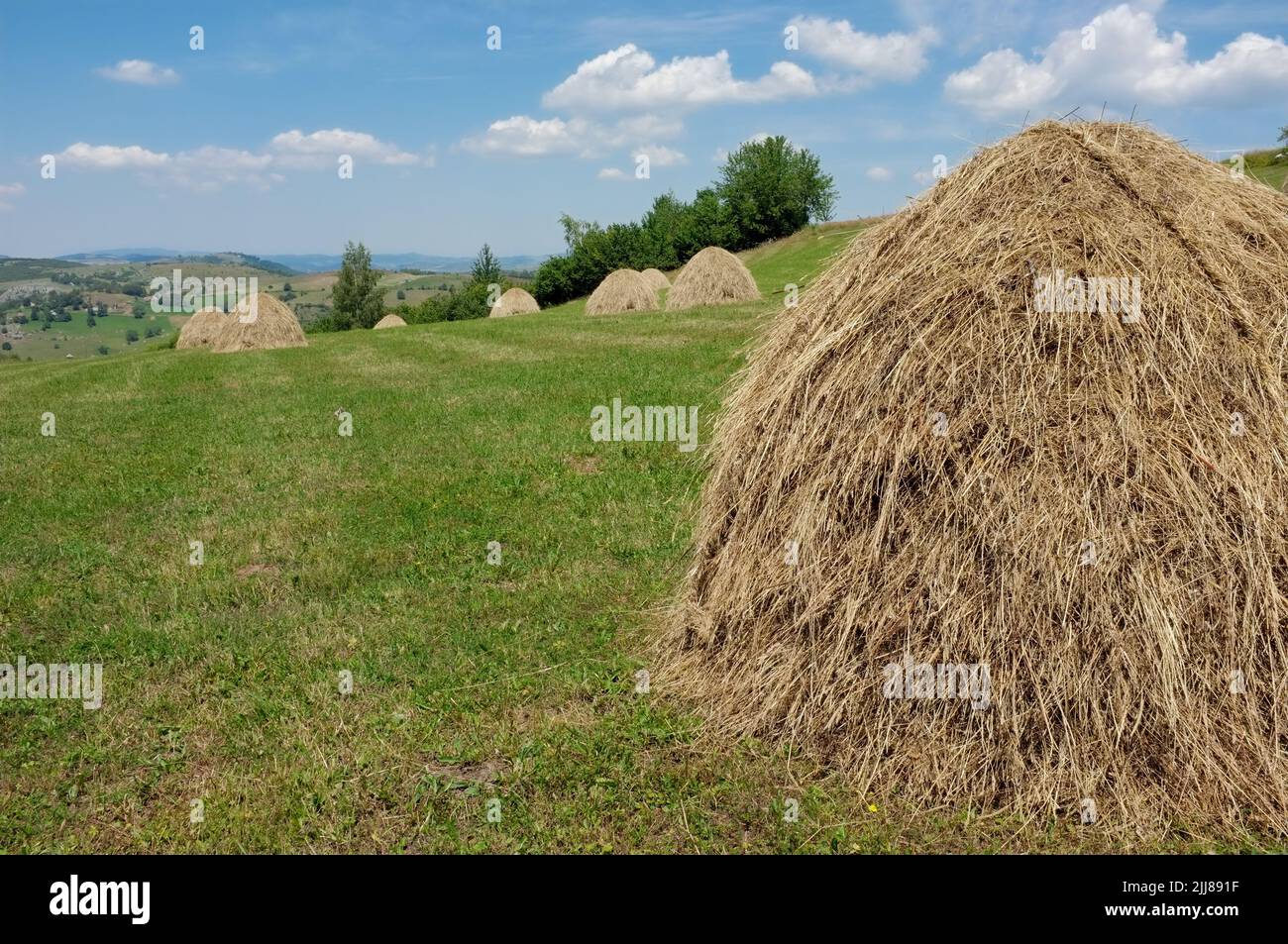 Pichones de heno en el prado de Serbia Foto de stock