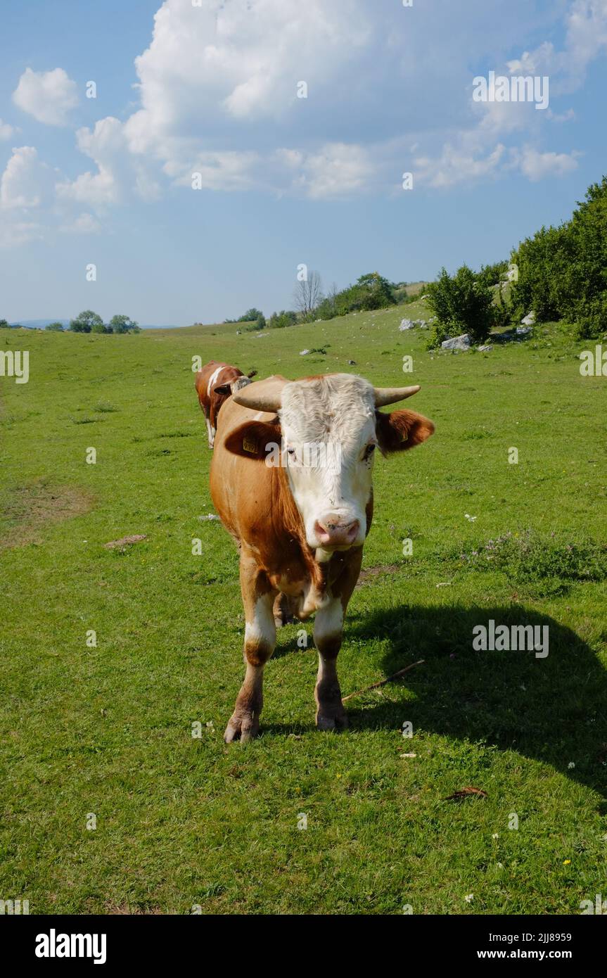 Vaca contra cielo nublado en paisaje rural de Serbia Foto de stock