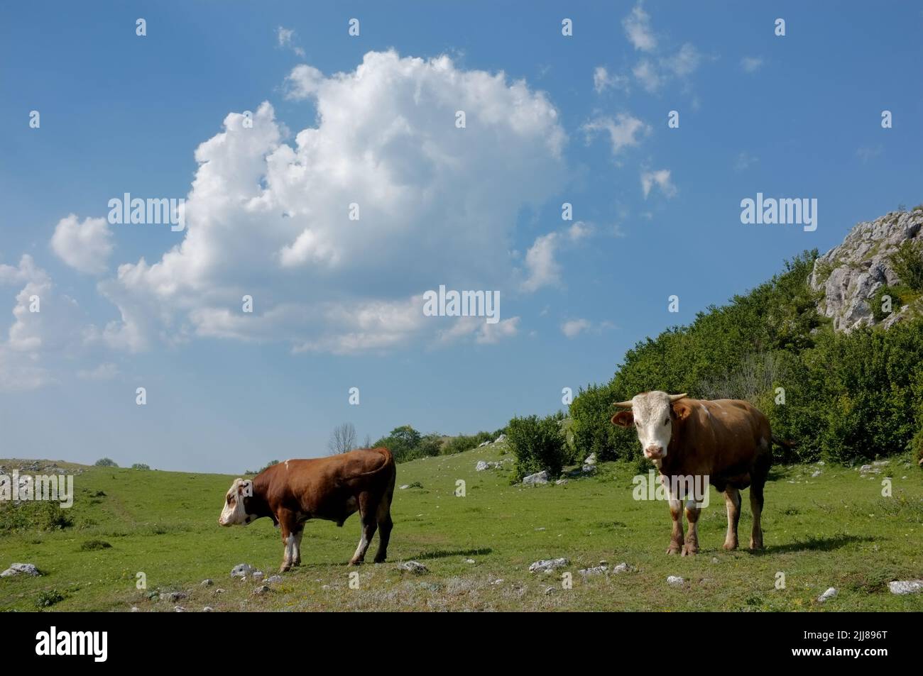 Vacas contra el cielo nublado en el paisaje rural de Serbia Foto de stock