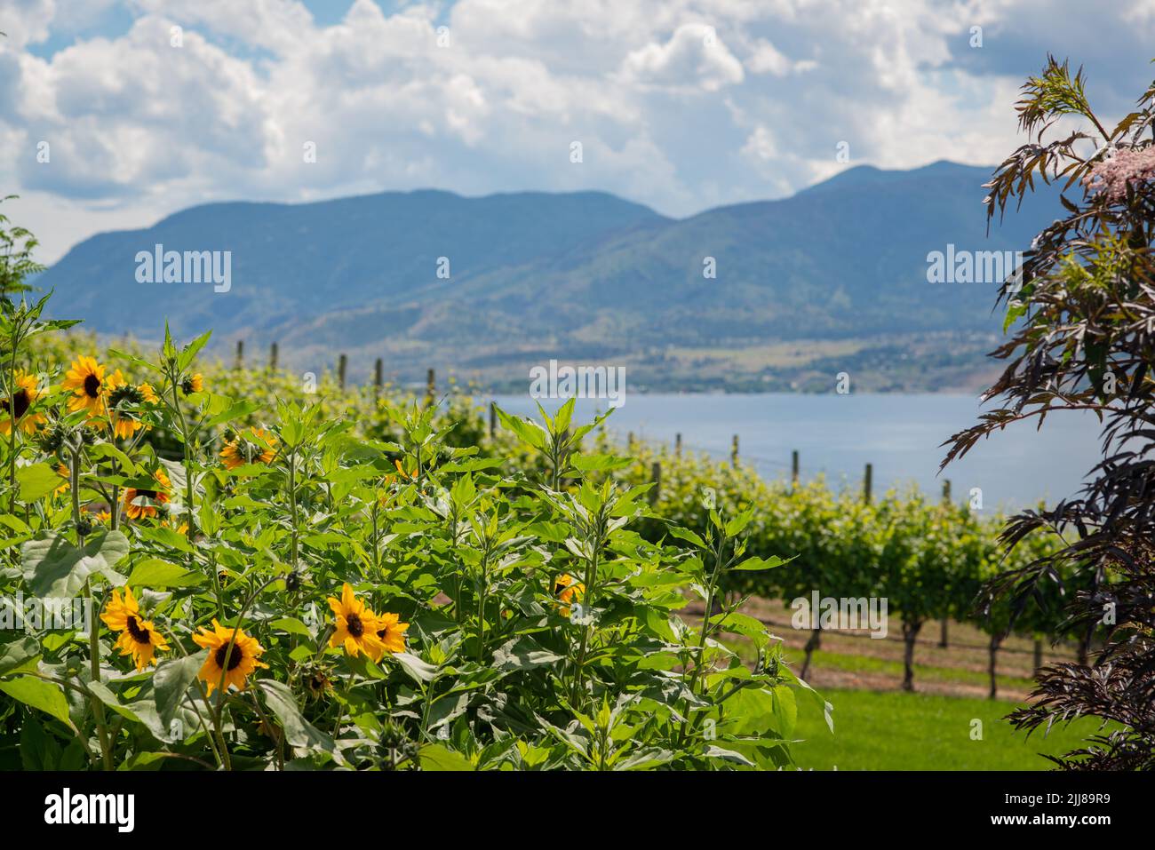 Girasoles con vistas a los viñedos y al lago Okanagan en British Columbia Foto de stock
