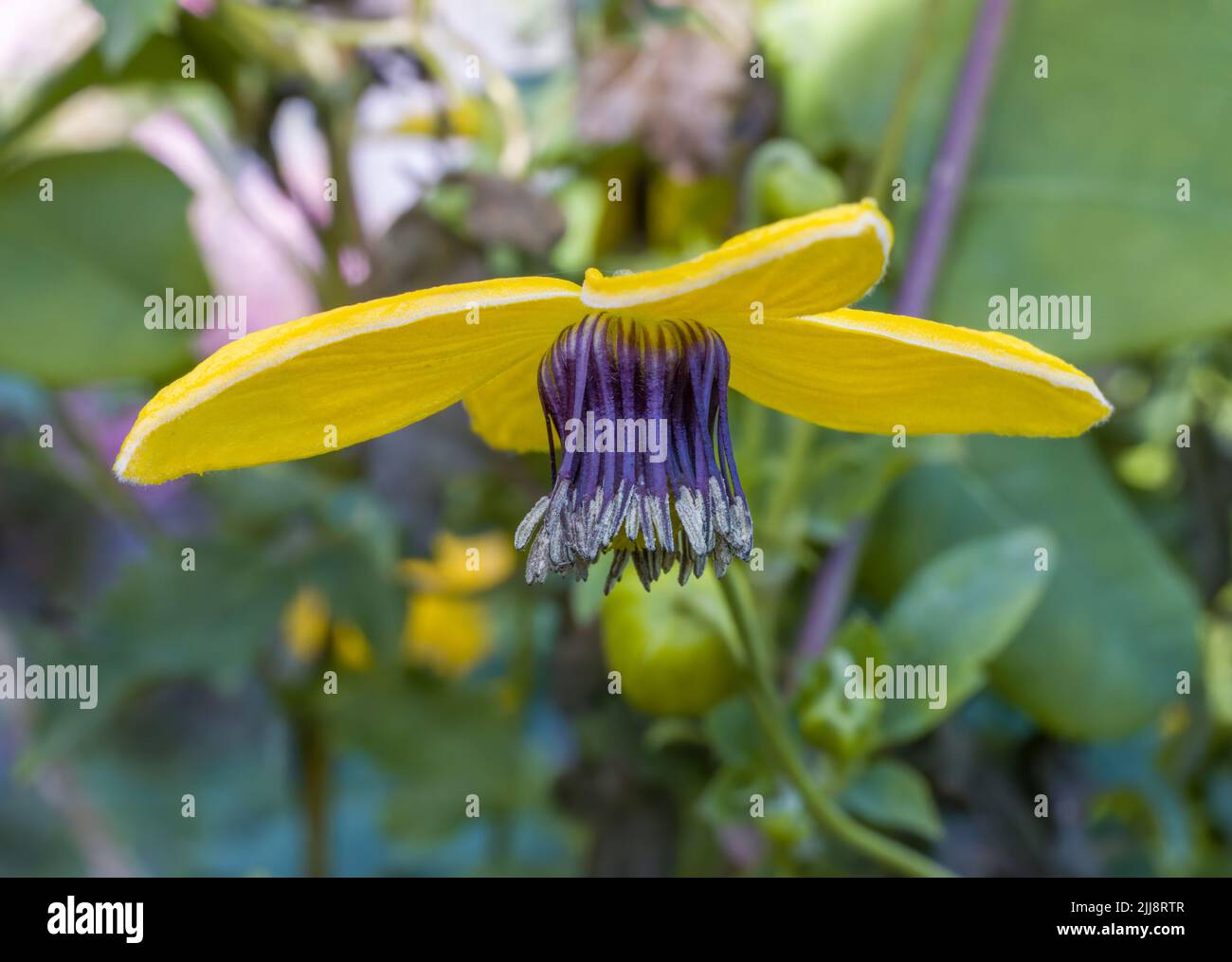 Una hermosa flor Clematis Tangutica que muestra sus hermosos pétalos amarillos Foto de stock