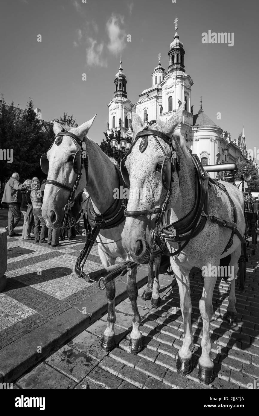 Praga, República Checa - Carruaje con par de caballos en la Ciudad Vieja de Praga. Fotografía en blanco y negro Foto de stock