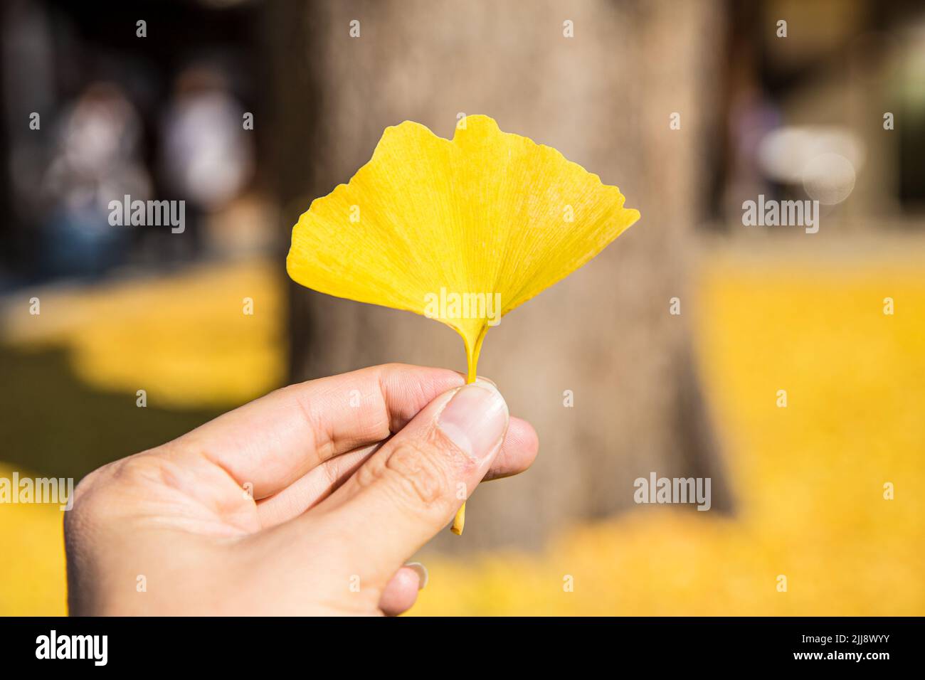 Amarillo Ginkgo Biloba Hoja de color dorado en otoño Foto de stock