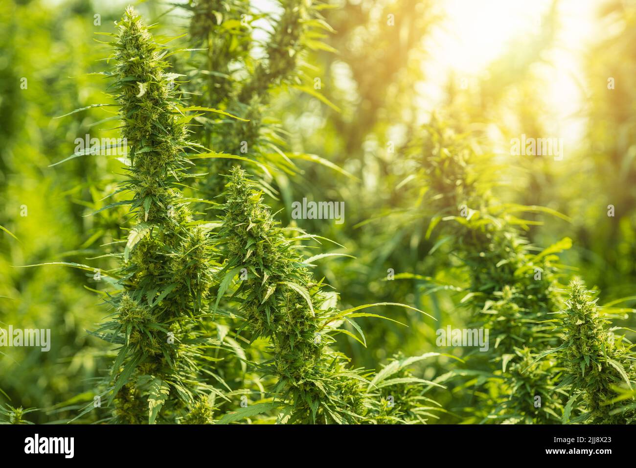 Cannabis stiva o cannabis indica la granja de cáñamo verde planta campo con hermoso sol Foto de stock