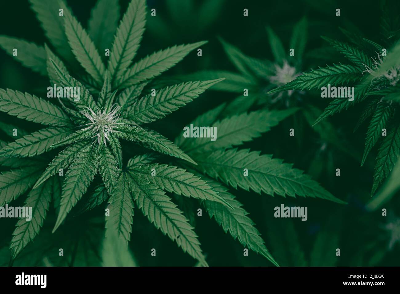Cannabis Sativa o Cannabis Indica cáñamo verde hoja de la planta superior para el fondo de la bandera Foto de stock