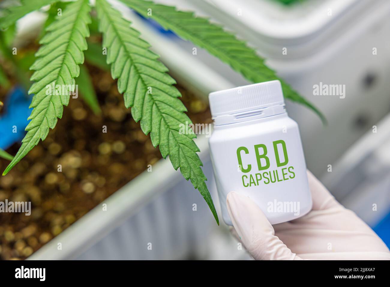 Cannabidiol CBD cápsulas médicas píldora productos de salud de la planta de cannabis Foto de stock