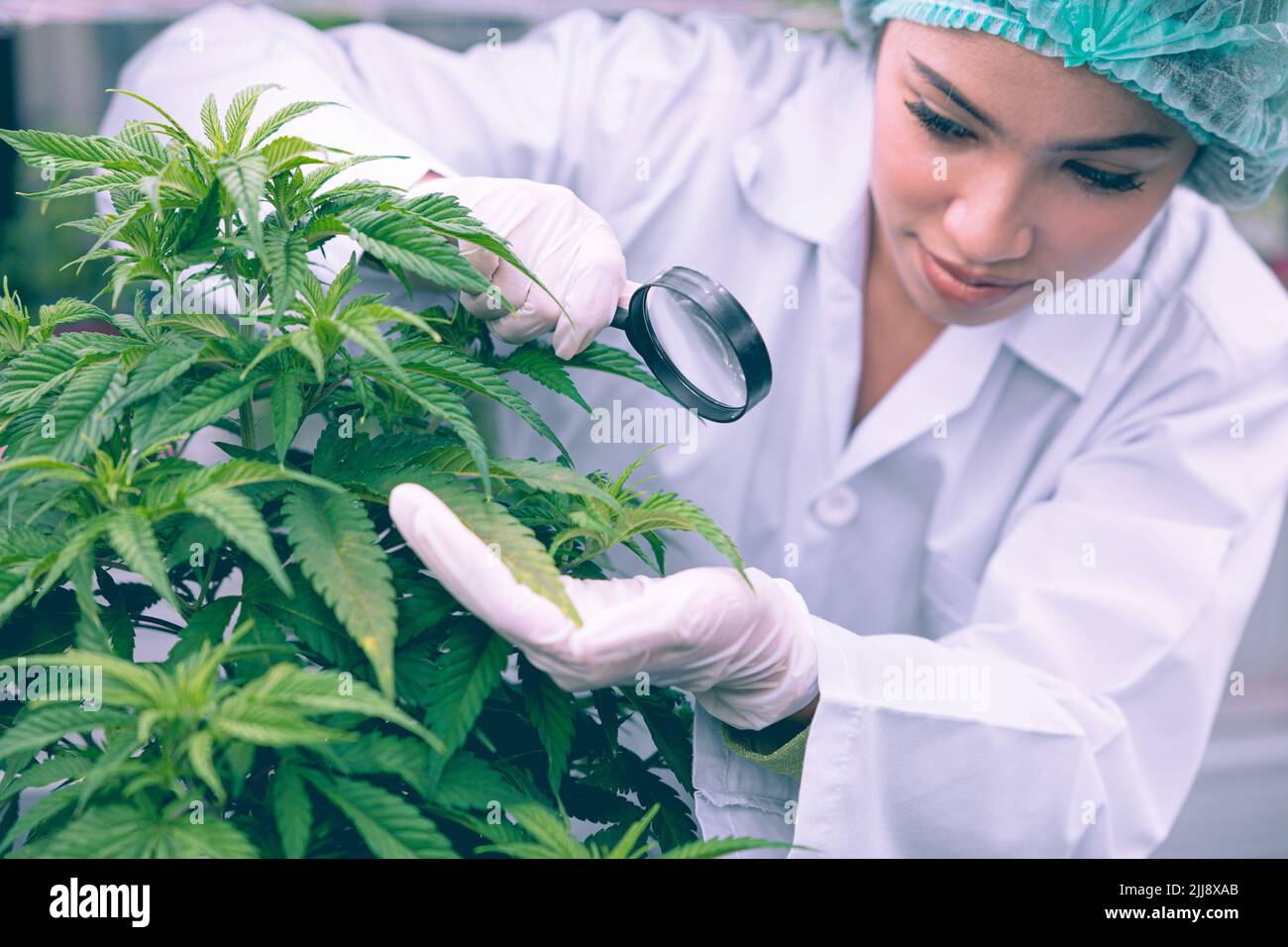 Cannabis Sativa o Cannabis Indica planta agrícola medicinal con la agricultura científica trabajando cáñamo flor brote investigación para la medicina. Foto de stock
