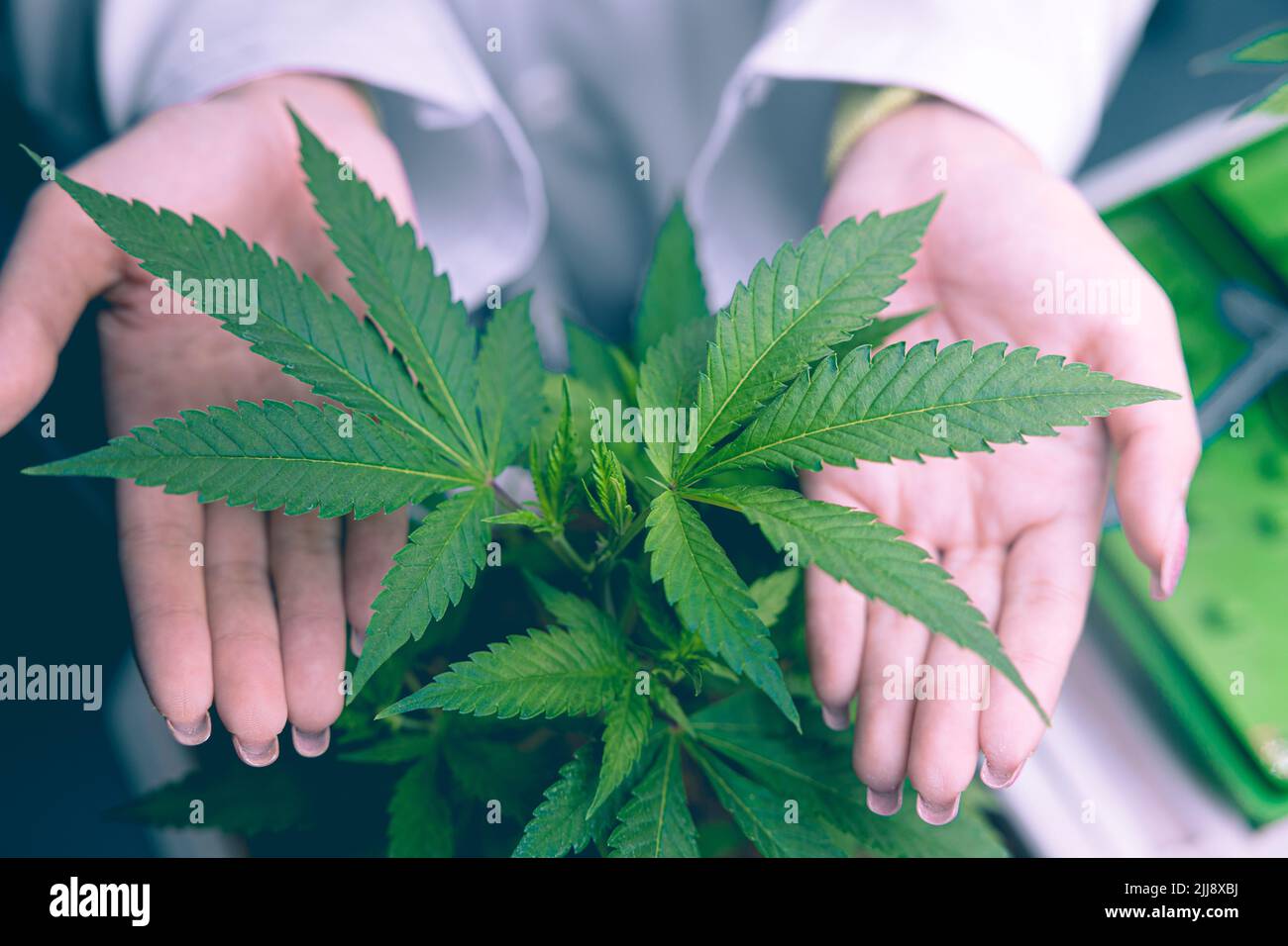 primer plano mano de la cubierta presente que muestra el alto valor de la planta de cannabis planta herbario cultivo para productos de la salud Foto de stock