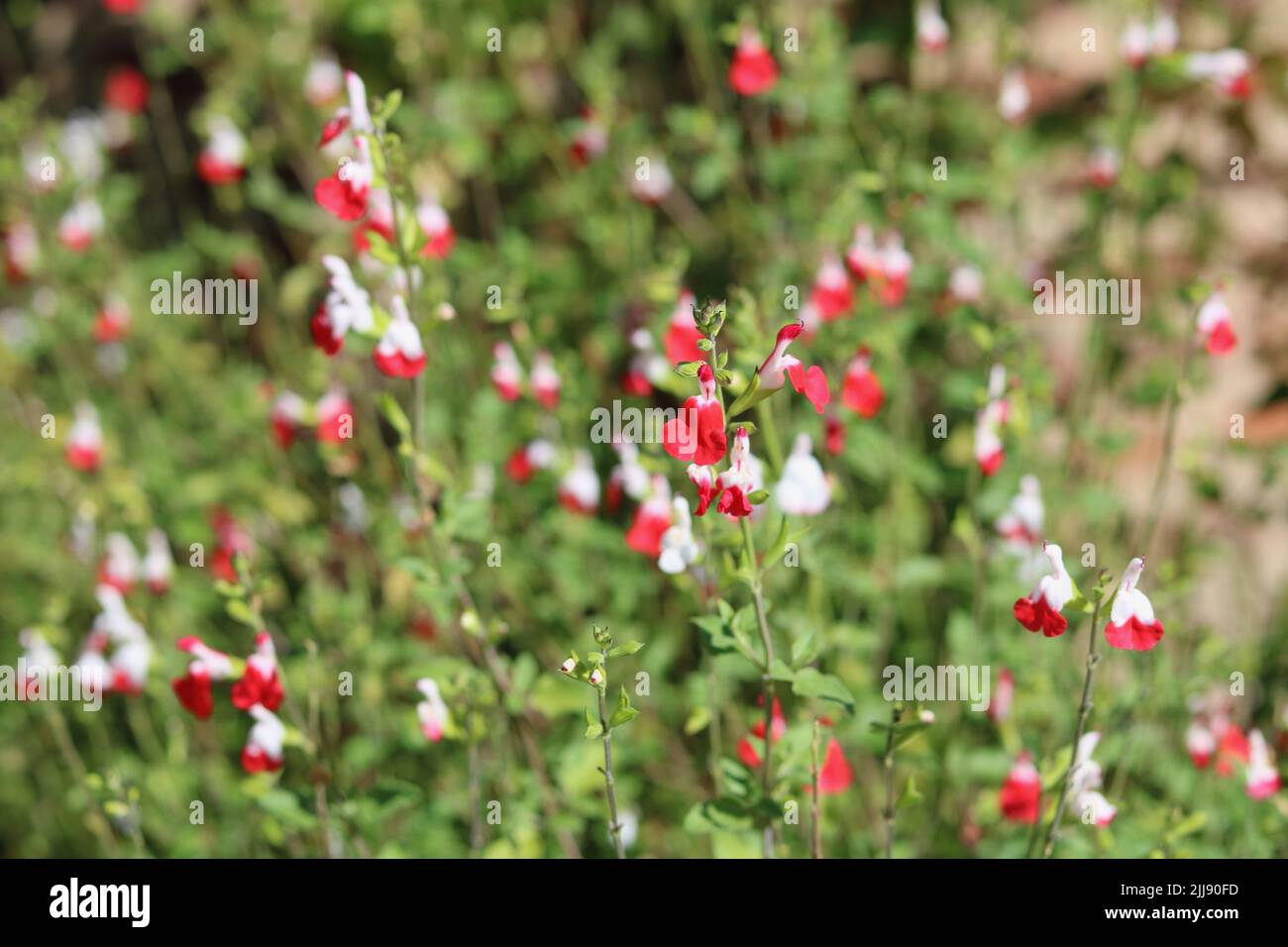 Plantas de Salvia argentea, la Salvia de flores blancas en maceta