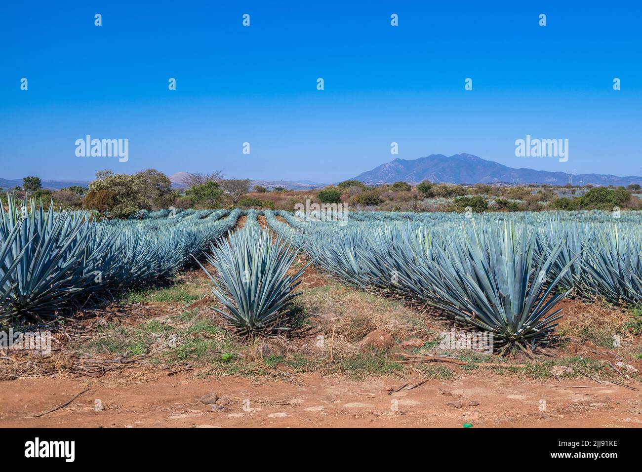 Campo Agave Azul en Tequila, Jalisco, México Foto de stock