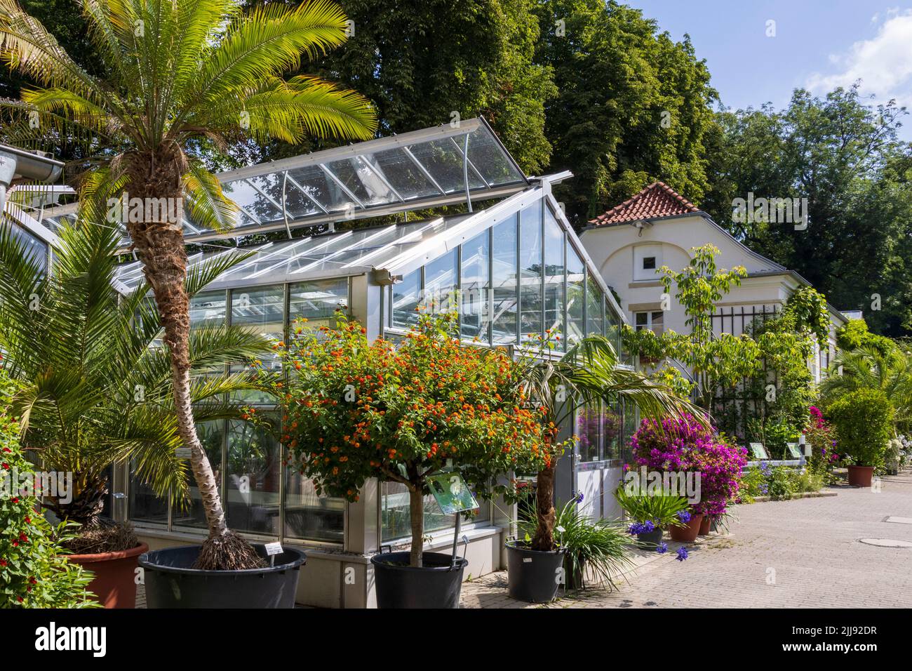 Jardín Botánico con invernaderos, Münster, Westfalia, Renania del Norte-Westfalia, Alemania Foto de stock