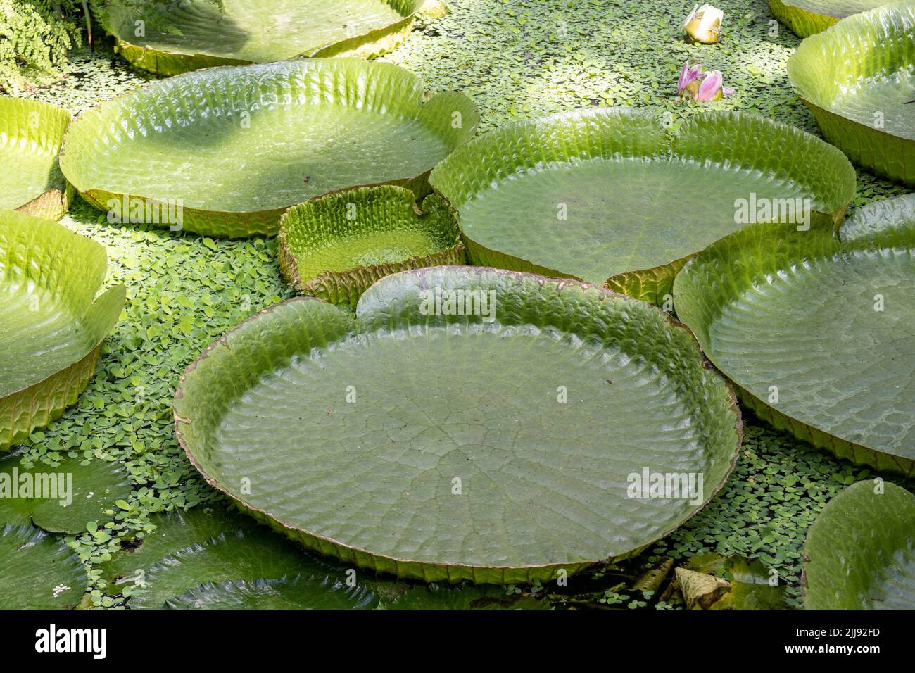Jardín Botánico, Victoria amazonica, hojas, lirio de agua gigante, Münster, Westfalia, Renania del Norte-Westfalia, Alemania Foto de stock