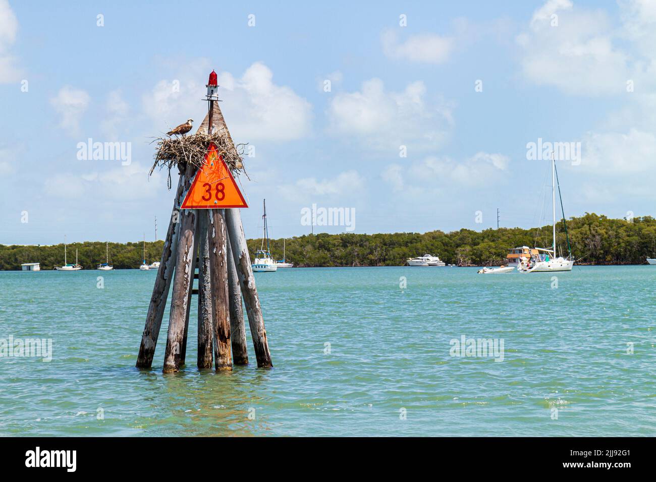 Key Largo Florida, Upper Keys Blackwater Sound Florida Bay agua, canal marcador nido de águilas pescadoras aves de presa, escena en una foto, EE.UU. Estados Unidos Foto de stock