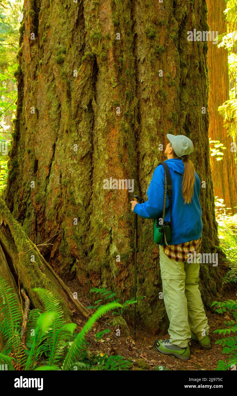 Bosque de abeto Douglas (Pseudotsuga menziesii) a lo largo de Cedar Flats Trail, Cedar Flats Research Natural Area, Gifford Pinchot National Forest, Washington Foto de stock