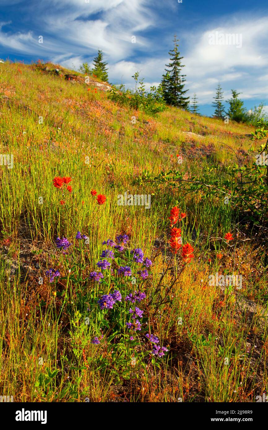 Penstemon de flores pequeñas (Penstemon procerus) con pincel indio en Johnston Ridge, Monumento Volcánico Nacional del Monte St Helens, Washington Foto de stock