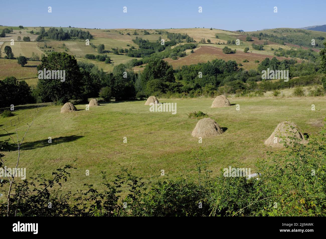 Paisaje rural de pichones en pradera de Serbia Foto de stock