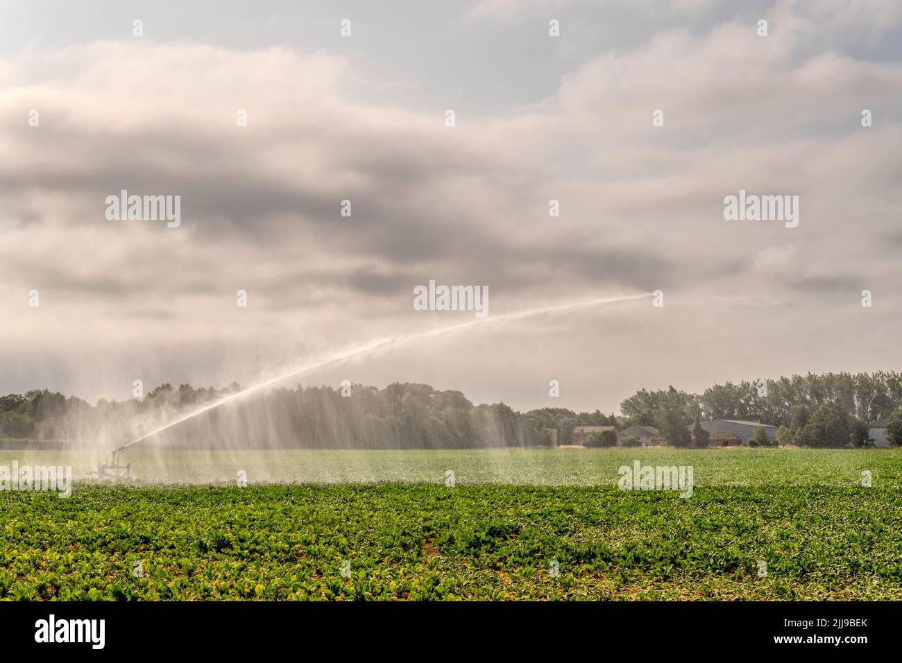 Un regador rociando un campo de remolacha azucarera en Norfolk durante el tiempo caluroso y seco de julio de 2022. Foto de stock