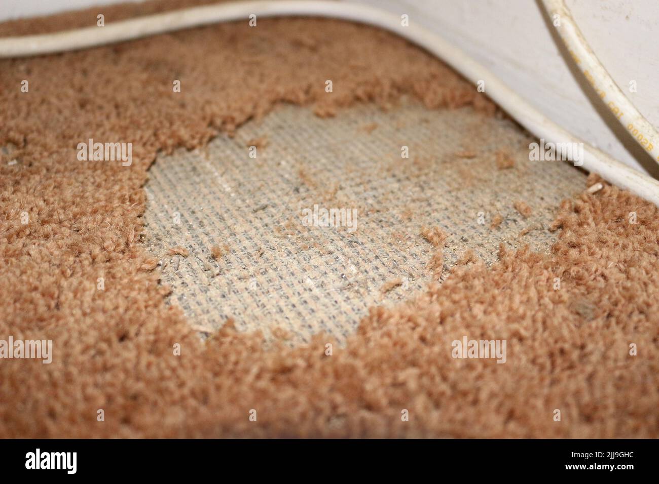 Daños por polilla de la alfombra Foto de stock