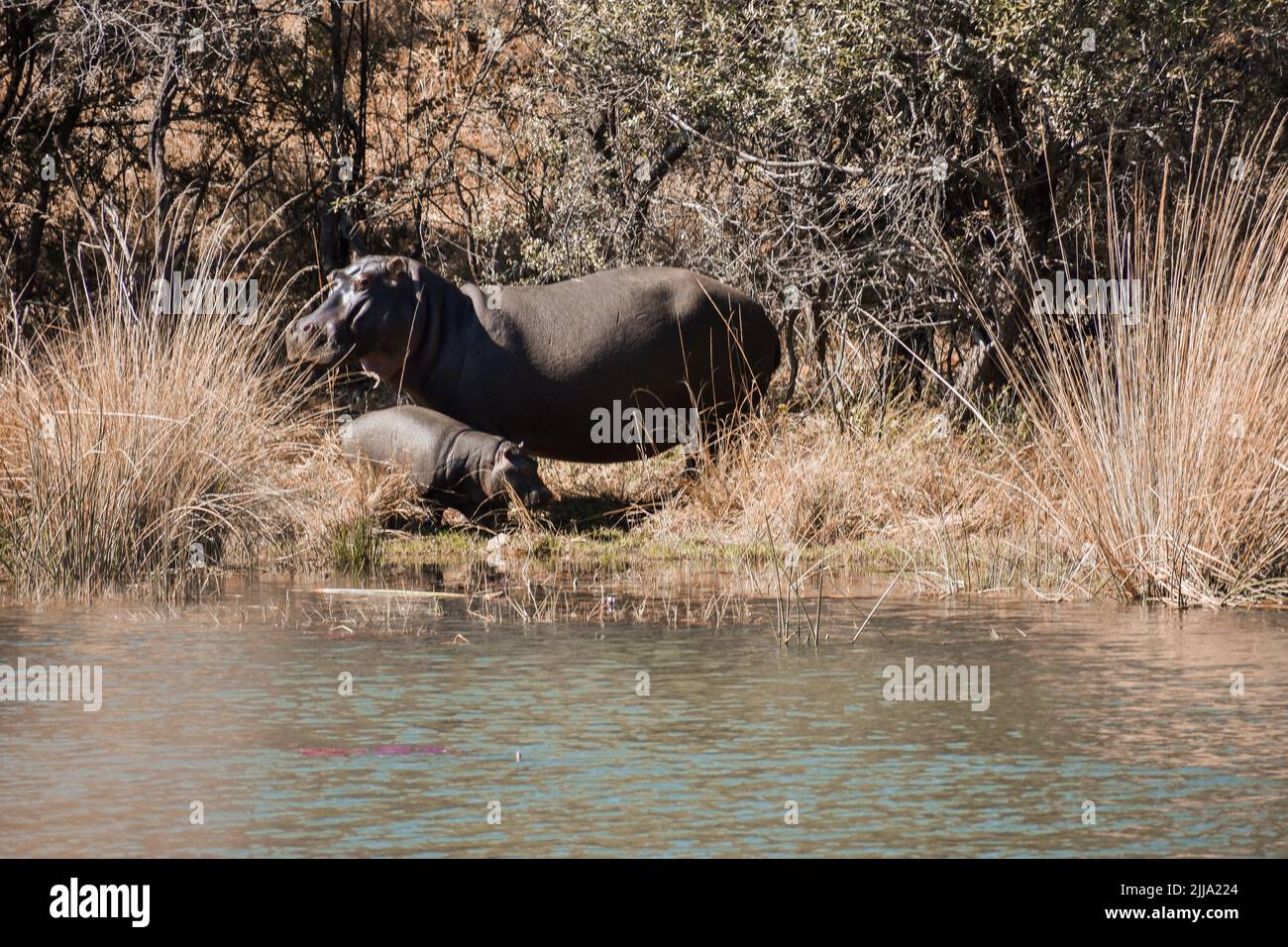 Fauna elefante hipopótamo puesta de sol paisaje, Sudáfrica Foto de stock