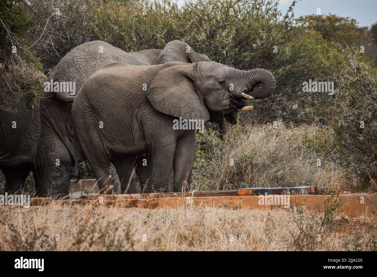 Fauna elefante hipopótamo puesta de sol paisaje, Sudáfrica Foto de stock