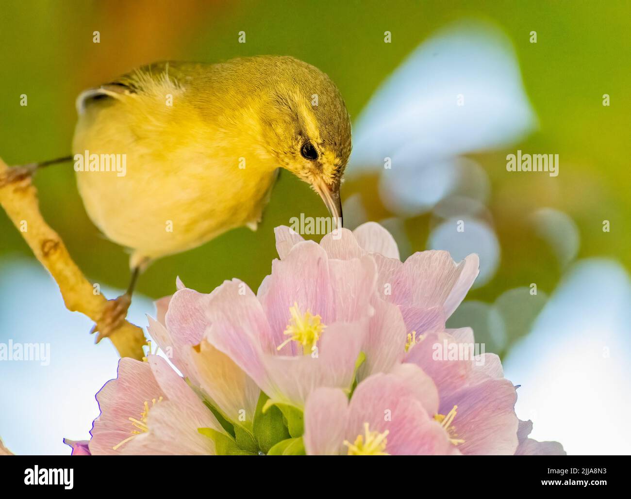 Warbler de Tennessee bebiendo néctar de flores rosadas Foto de stock