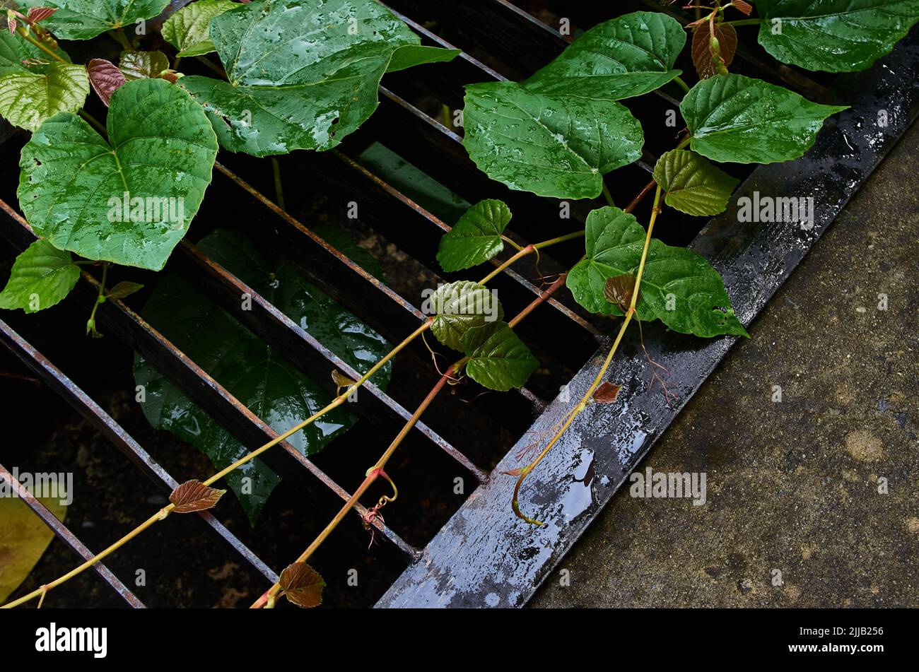 Las hojas y la vid en la rejilla metálica de la canaleta de drenaje Foto de stock
