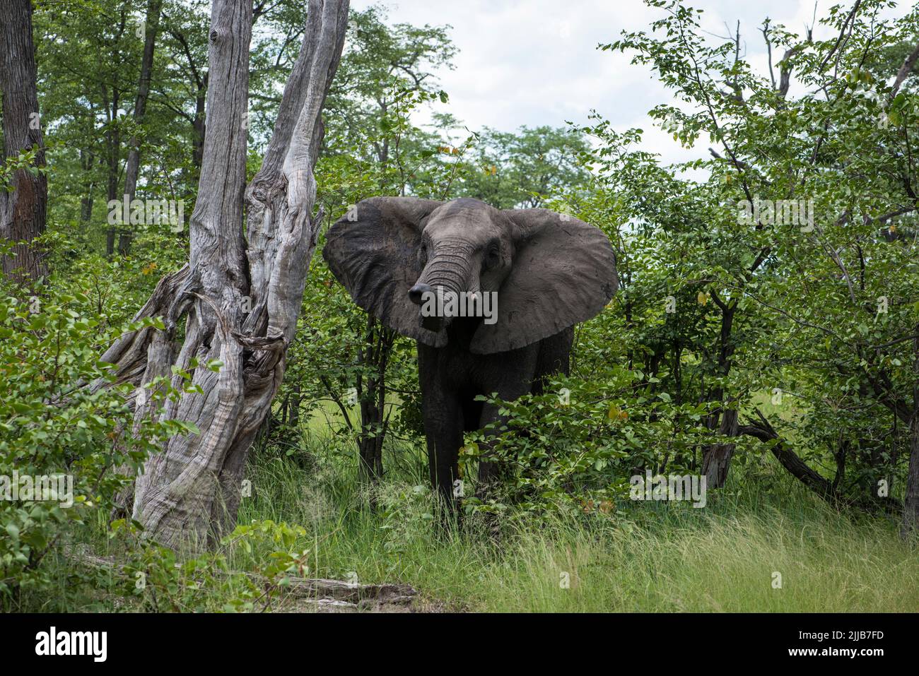 Elefante cargante, parque de juegos del delta de Okavango Foto de stock