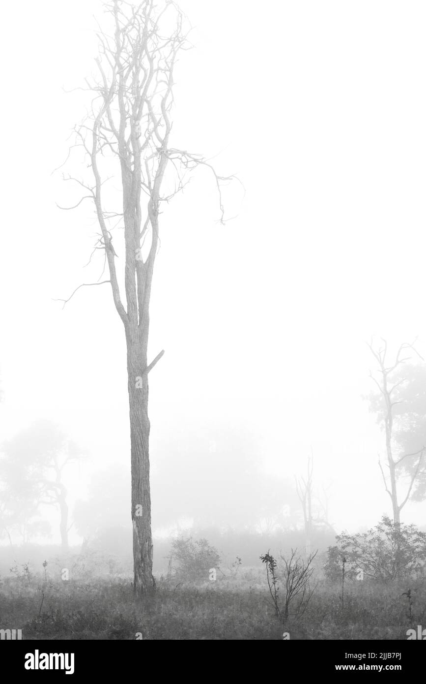 Árbol en la niebla de la mañana, parque de juegos del delta de Okavango Foto de stock