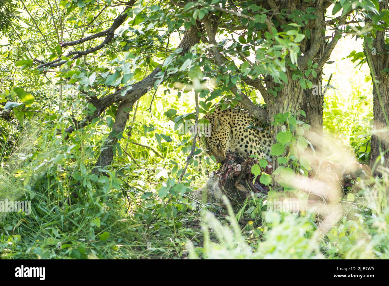 Leopard, parque de juegos del delta de Okavango Foto de stock