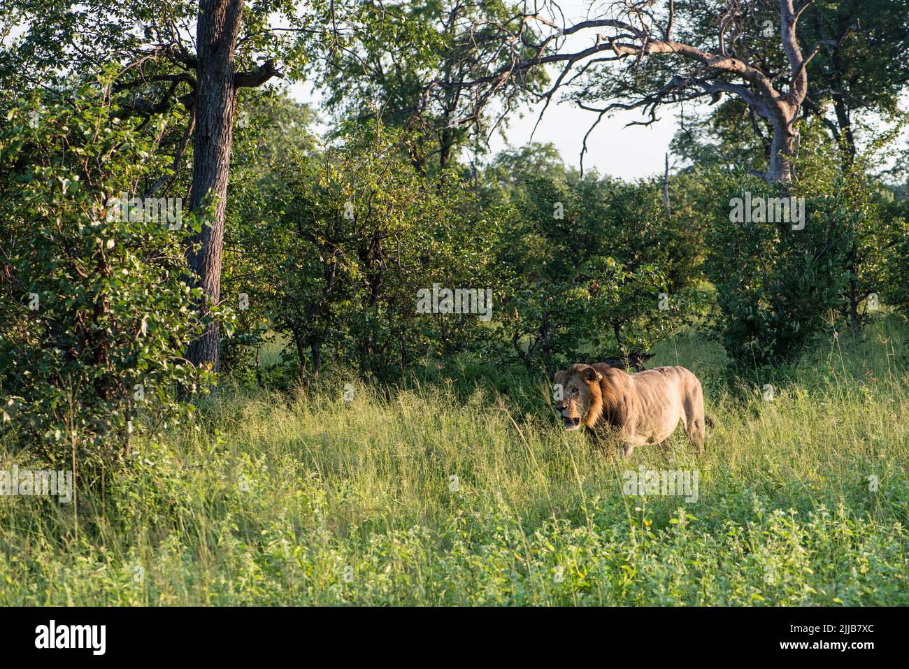 León macho, parque de juegos del delta del Okavango Foto de stock
