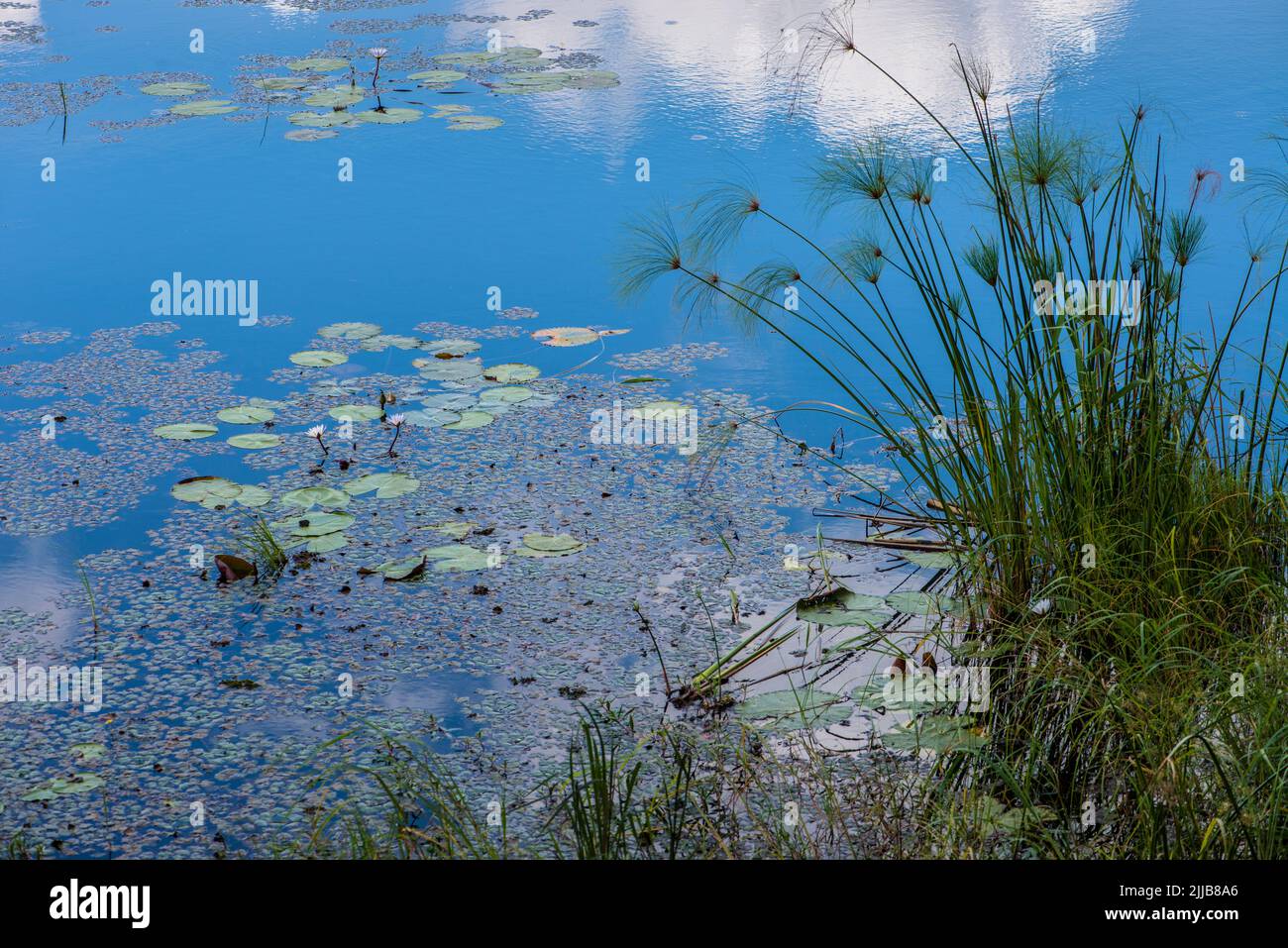 Lilly estanque, parque de juegos del delta de Okavango Foto de stock