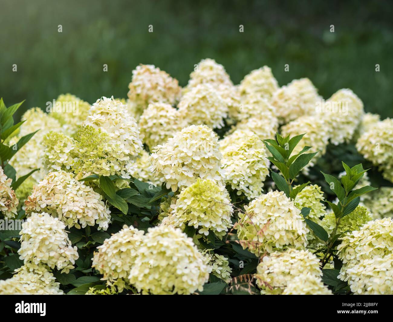 Exuberantes flores de hortensias blancas y amarillas en verano. Flores  blancas y amarillas con fondo borroso. Hydrangea arborescens, comúnmente  conocido como h suave Fotografía de stock - Alamy