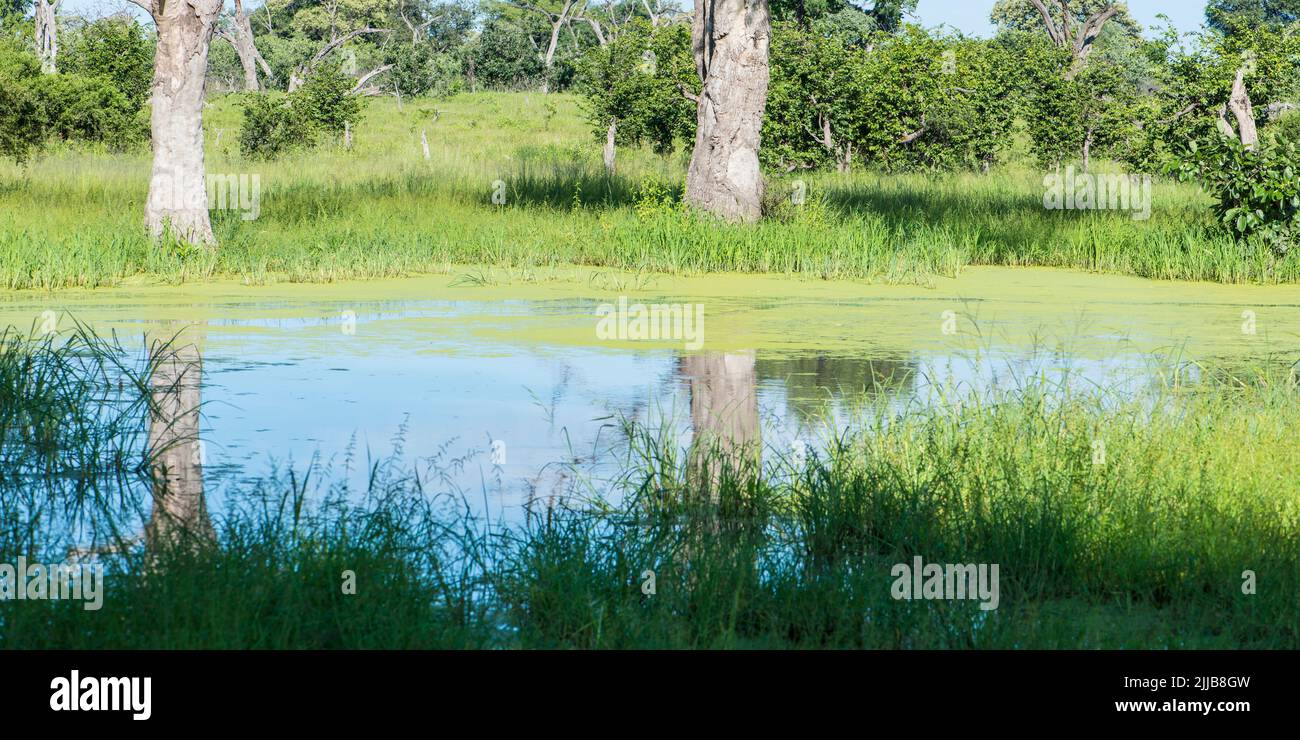 Todavía estanque, parque de juegos del delta de Okavango Foto de stock