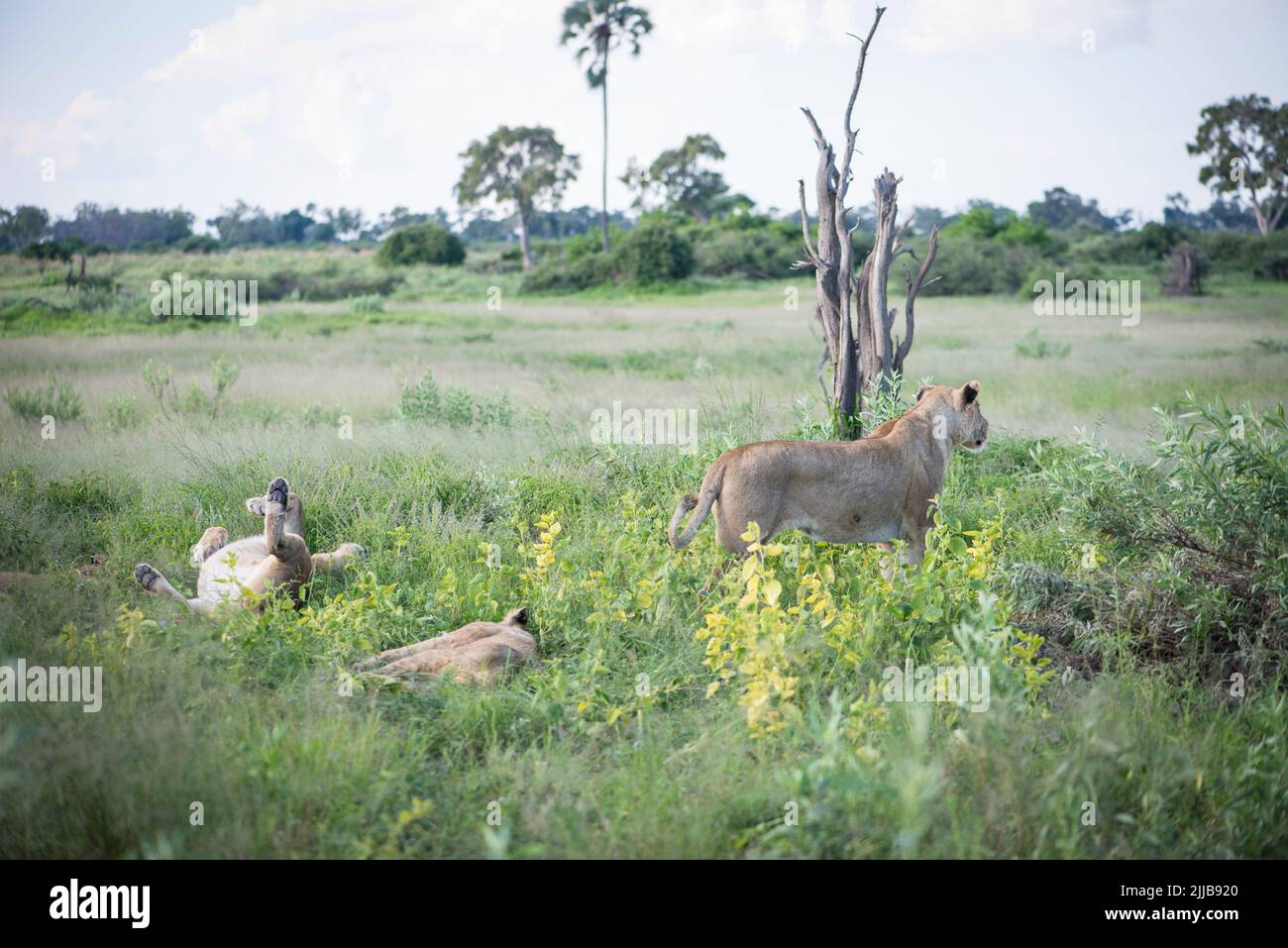 Lions, parque de juegos del delta de Okavango Foto de stock