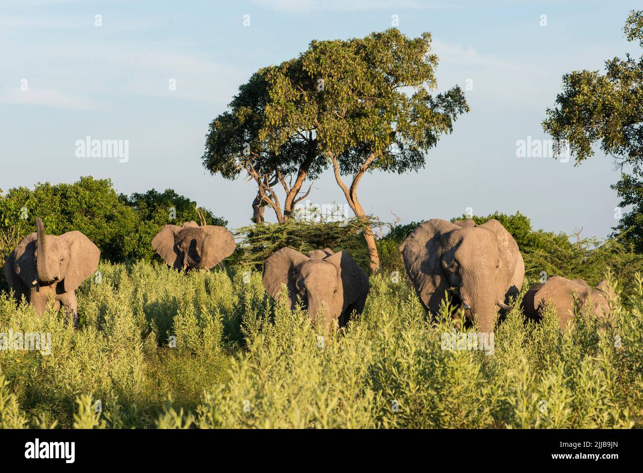 Manada de elefantes, parque de juegos del delta de Okavango Foto de stock