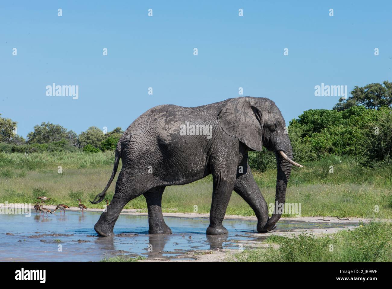 Elefantes, parque de juegos del delta de Okavango Foto de stock