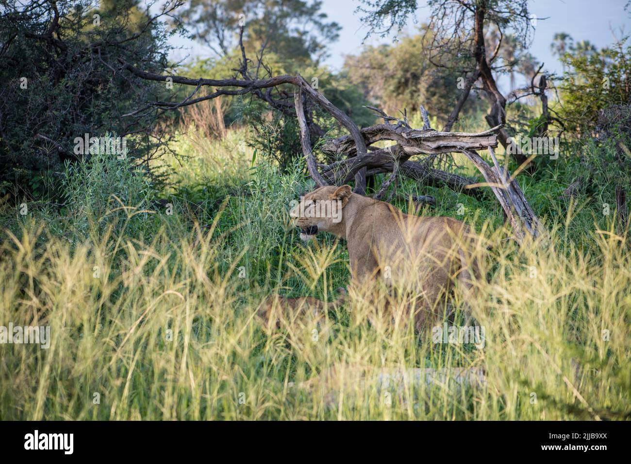 Leona con cachorros, parque de juegos Okavango delta Foto de stock