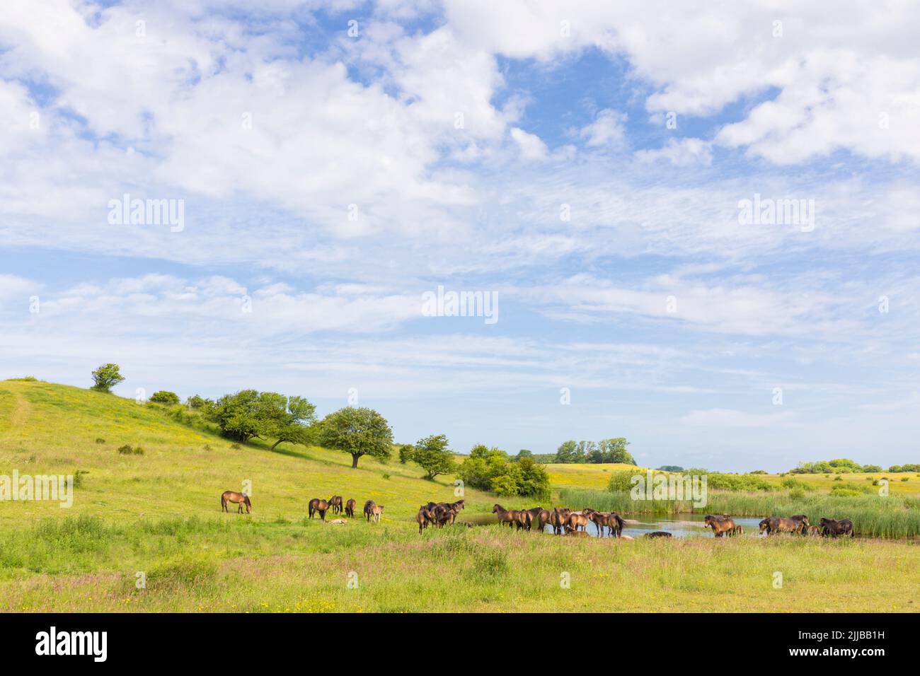 Rebaño de caballos de Pony Exmoor semiferales en un estanque en la isla danesa de Langeland en el Mar Báltico Foto de stock