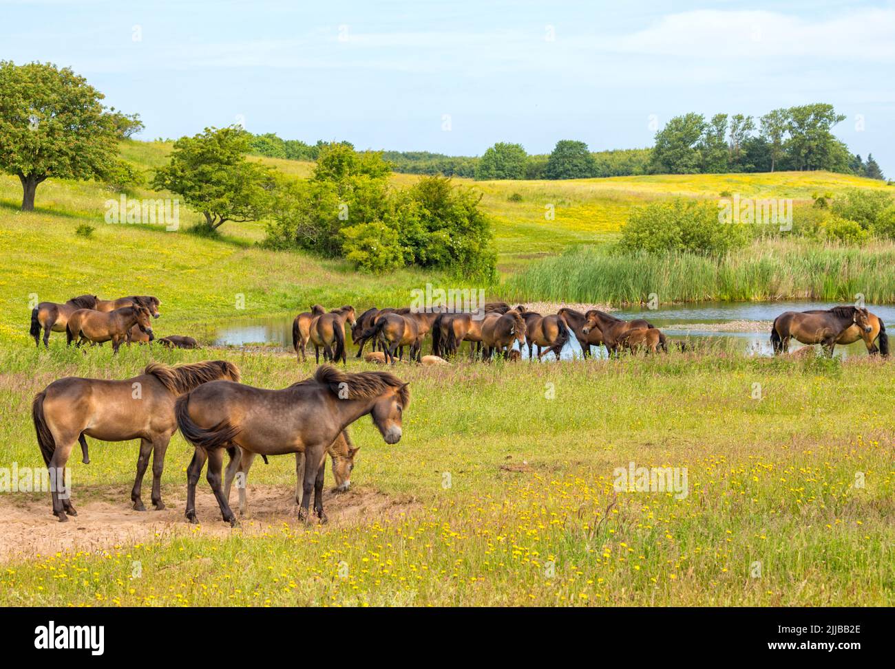 Rebaño de caballos de Pony Exmoor semiferales en la isla danesa de Langeland del Mar Báltico Foto de stock