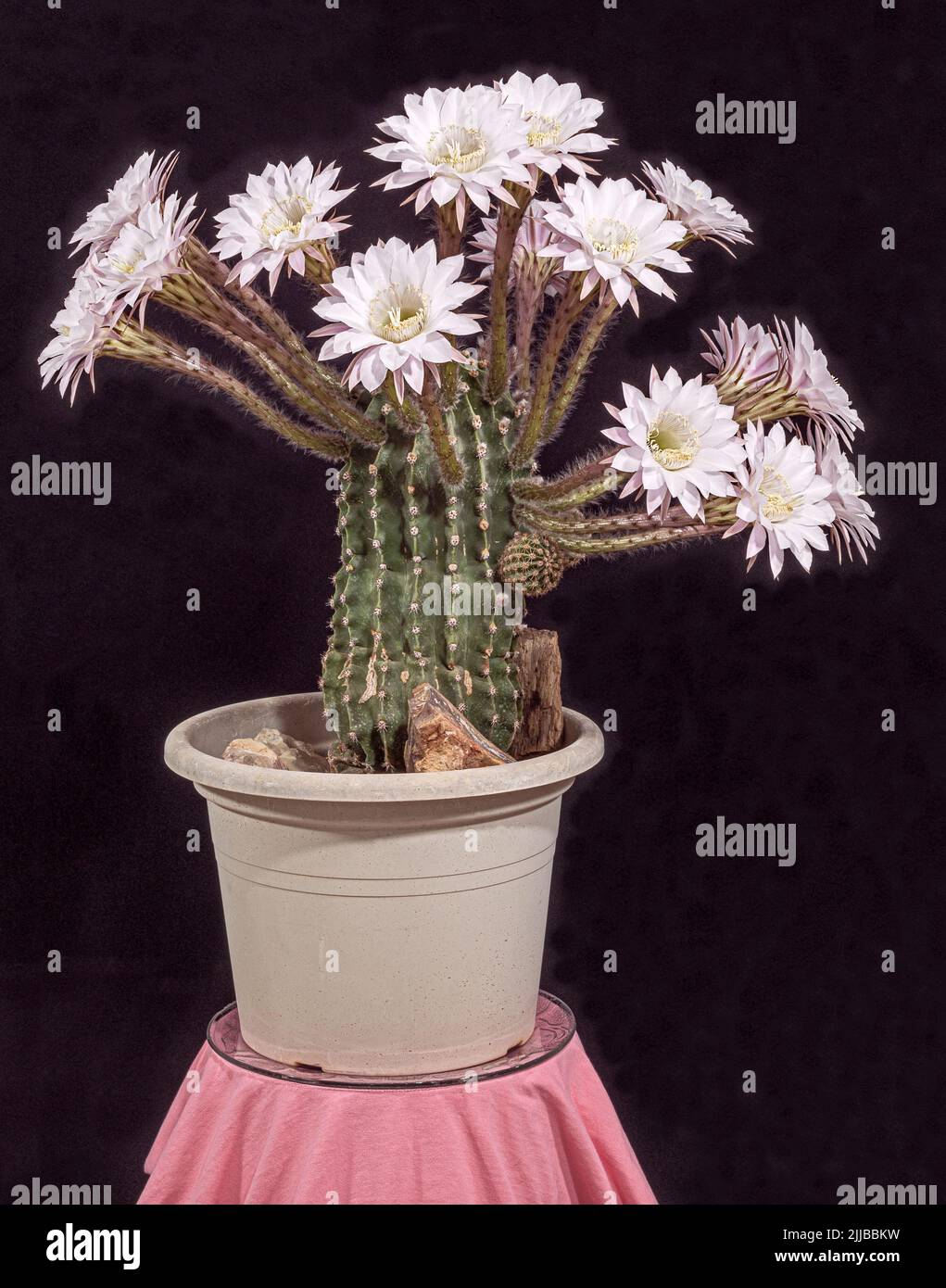 Echinopsis eryiesii El cactus de lirio de pascua con diecinueve flores blancas y rosadas es un ramo vivo sobre fondo negro Foto de stock