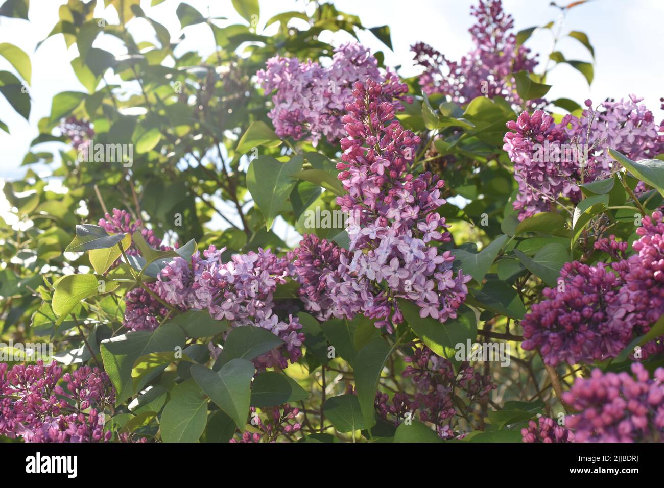 Violeta Syringa vulgaris arbusto florece en primavera en un jardín. Foto de stock
