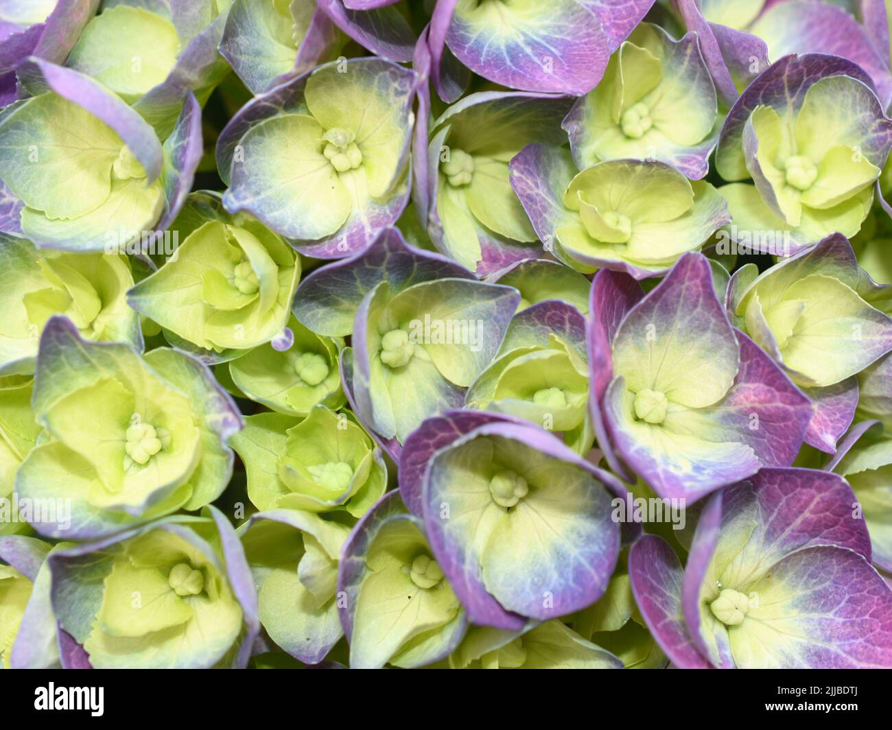 Primer plano sobre la flor verde y púrpura Hydrangea macrophylla Foto de stock