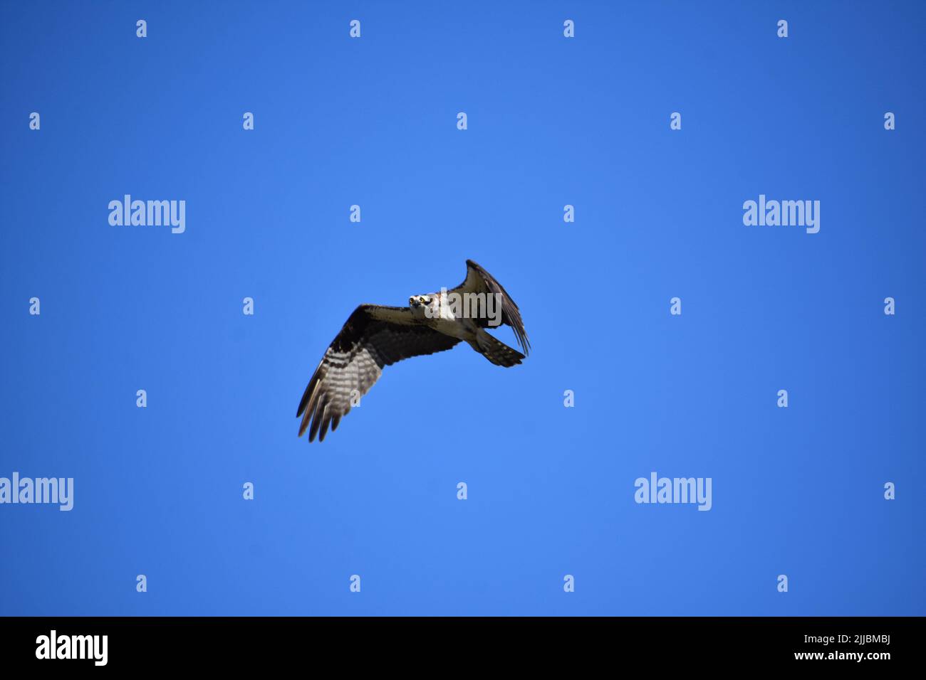 Hermoso pájaro águila pescadora volando mientras en la caza en busca de  presas Fotografía de stock - Alamy