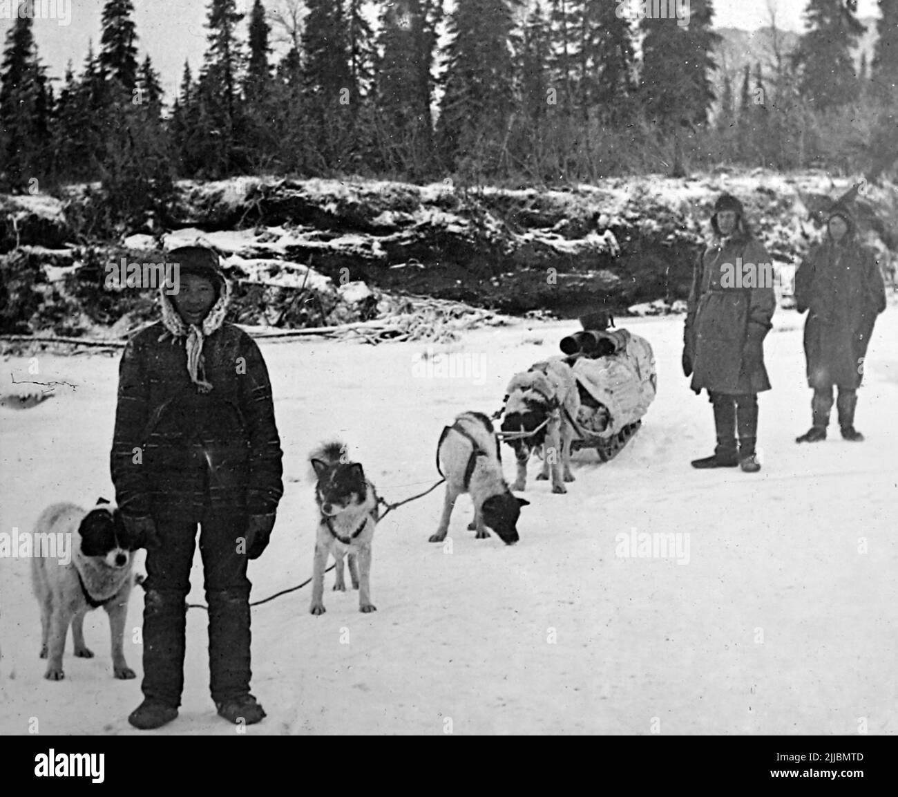 Un equipo de perros llevando suministros a los campos de oro árticos, a principios de 1900s Foto de stock