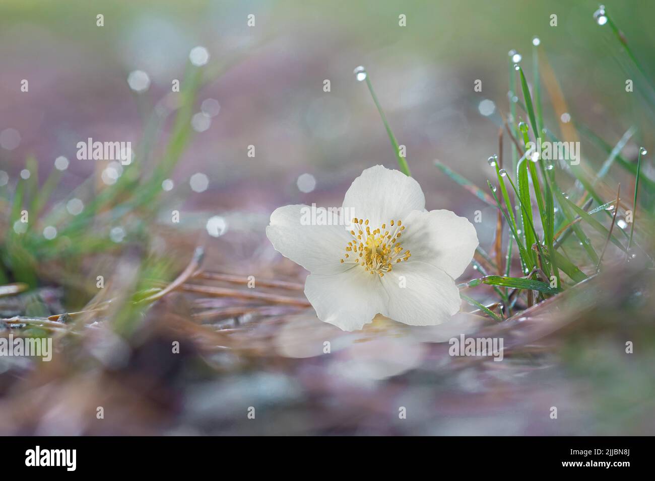 Flor de jazmín en un fondo abstracto hierba en gotas de rocío por la mañana Foto de stock
