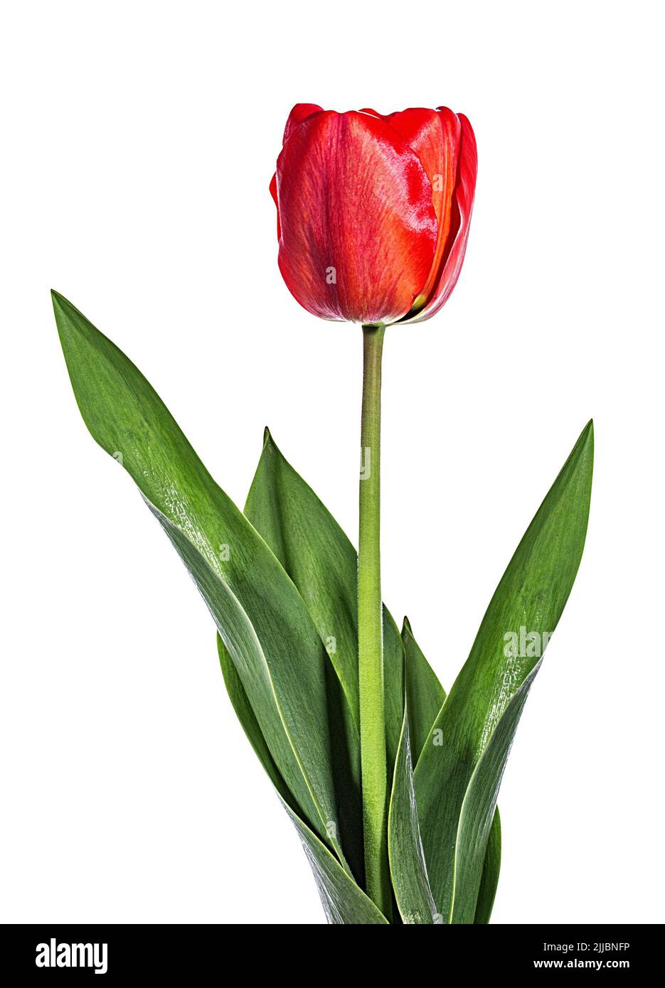 Tulip aislado sobre un fondo blanco. Foto de stock