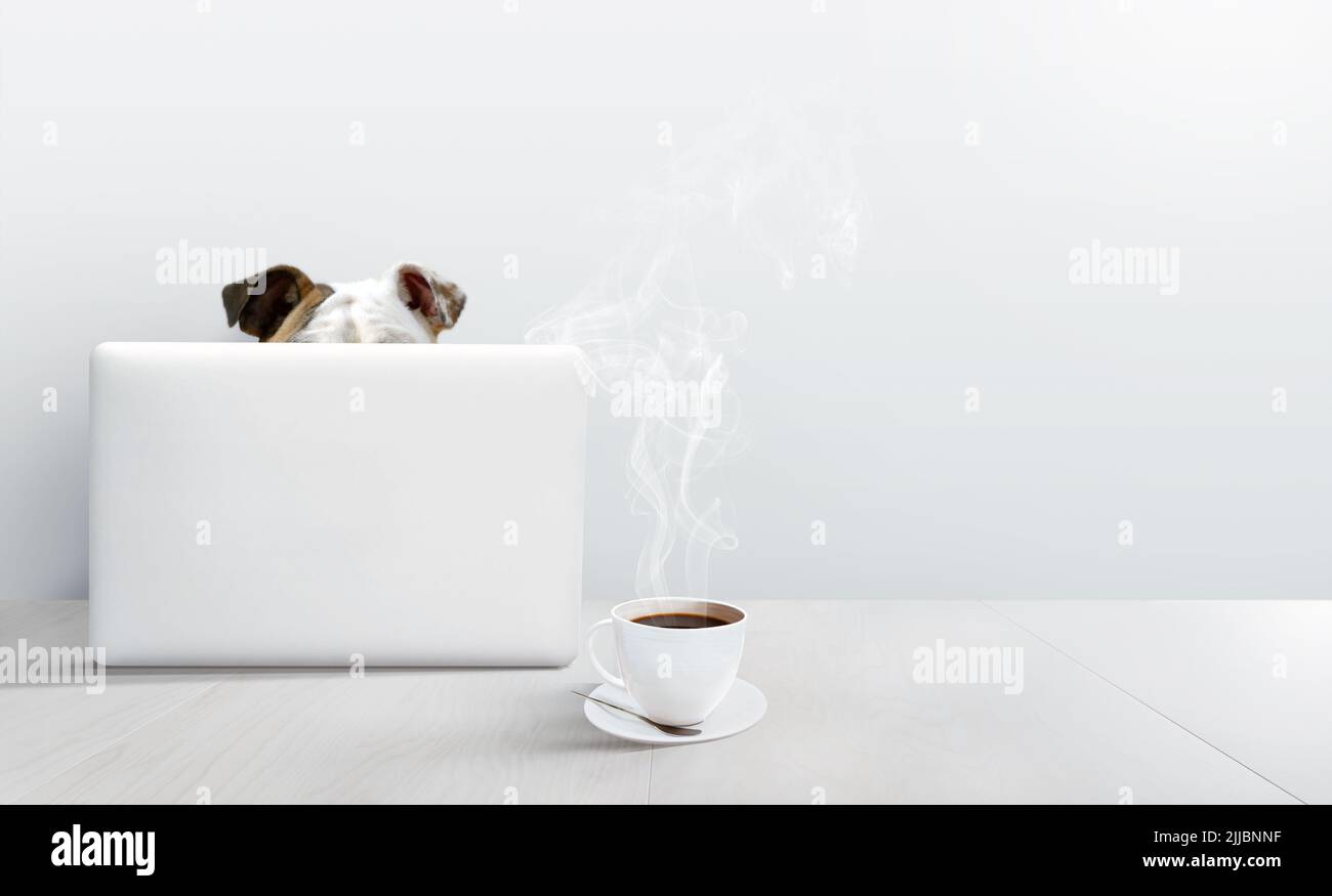 Bulldog usando un ordenador portátil en una habitación blanca con una taza de café caliente. Divertida clase en línea o concepto de trabajo con espacio de copia. Foto de stock