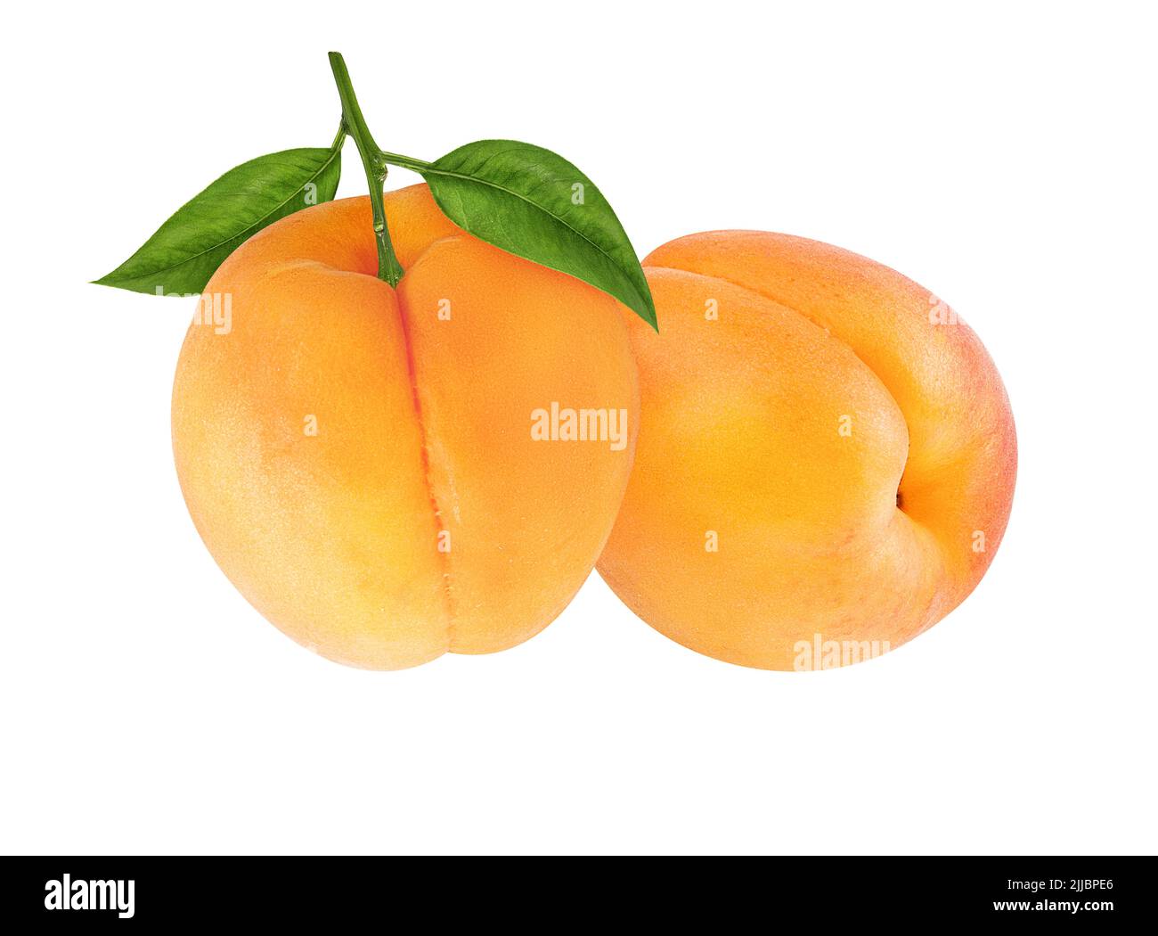 Apricot aislado sobre fondo blanco. Foto de stock