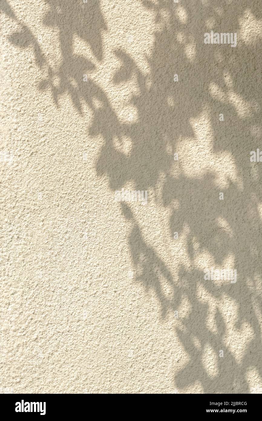 Ramas de árboles y hojas con sombra sobre una pared de hormigón beige, textura natural. Fondo abstracto. Espacio de copia. Papel pintado Summer grunge con un mínimo de contras Foto de stock