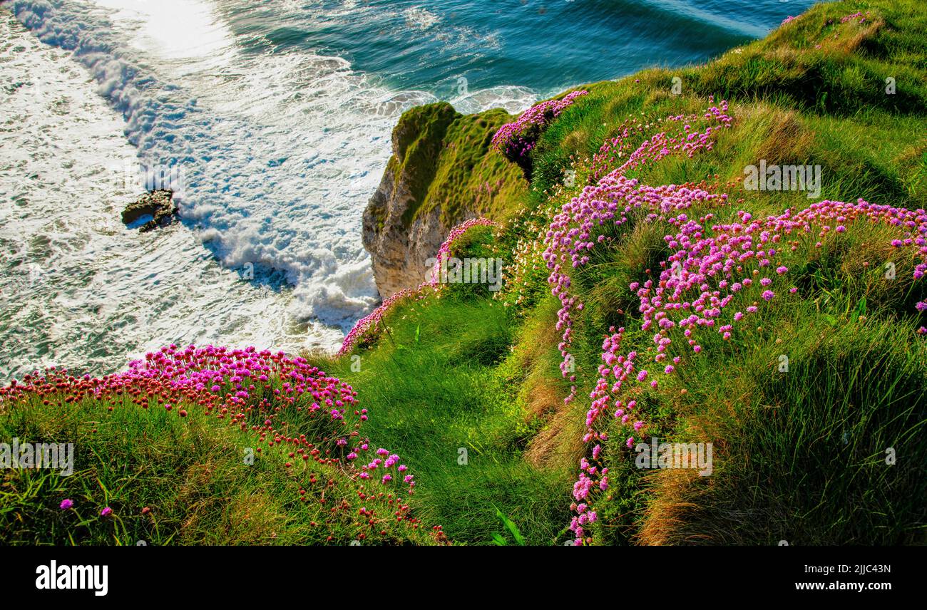 Thrift o Sea Pinks en el borde costero de la costa de North Antrim, Irlanda del Norte Foto de stock
